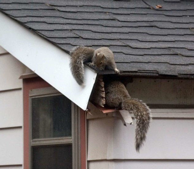 Combat Pest Control Services work sample