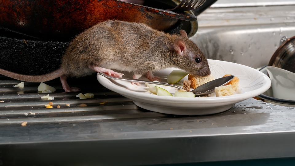 Combat Pest Control Services work sample