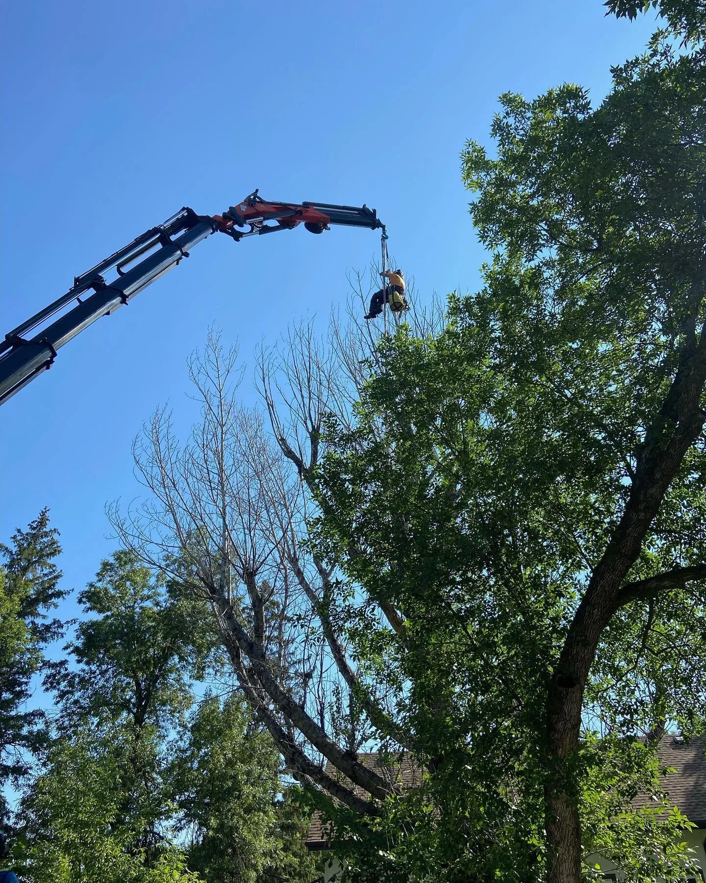 We were recently called in to remove this nasty Poplar which had been topped (😡👎) twice during its last two &amp;lsquo